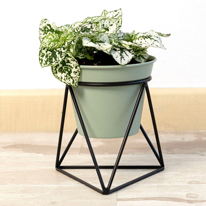 Planter with stand Vinthera Moa Green Metal 14,5 x 12,5 x 15 cm (12 Units)